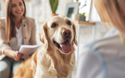 Would You Offer Pet Insurance as an Employee Benefit?