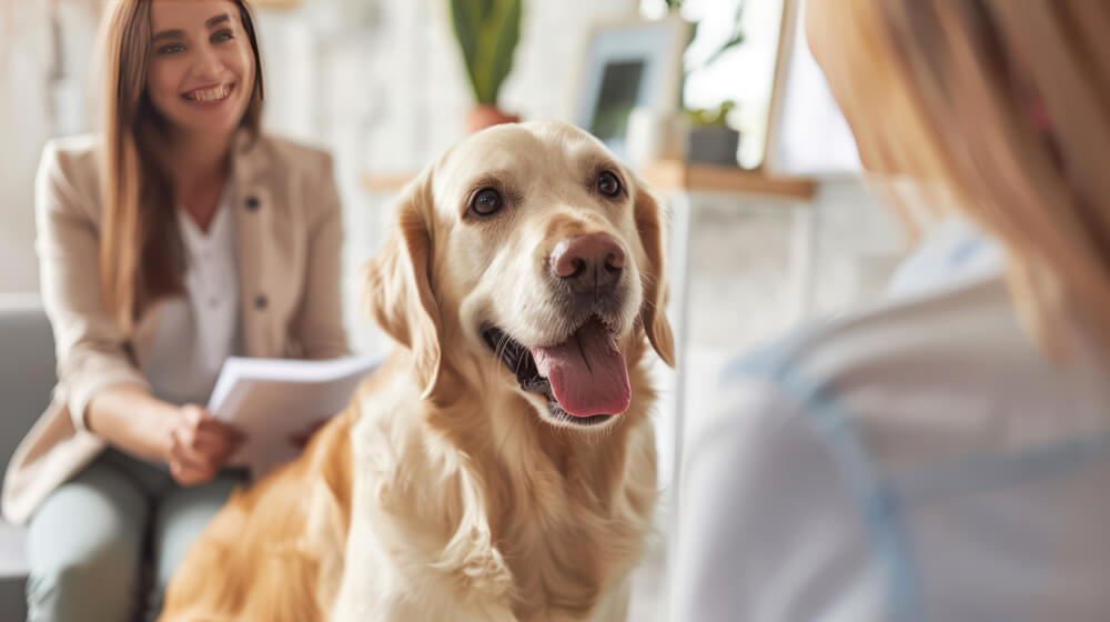 Would You Offer Pet Insurance as an Employee Benefit?